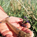 crevette impériale