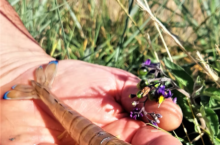 crevette impériale