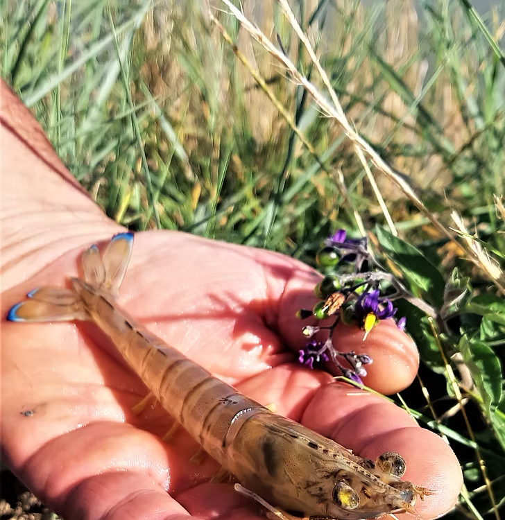 crevette impériale