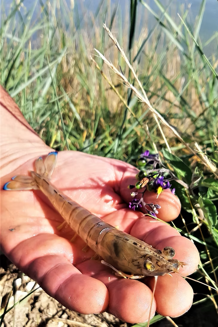 crevette impériale